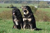 DOGUE DU TIBET 663